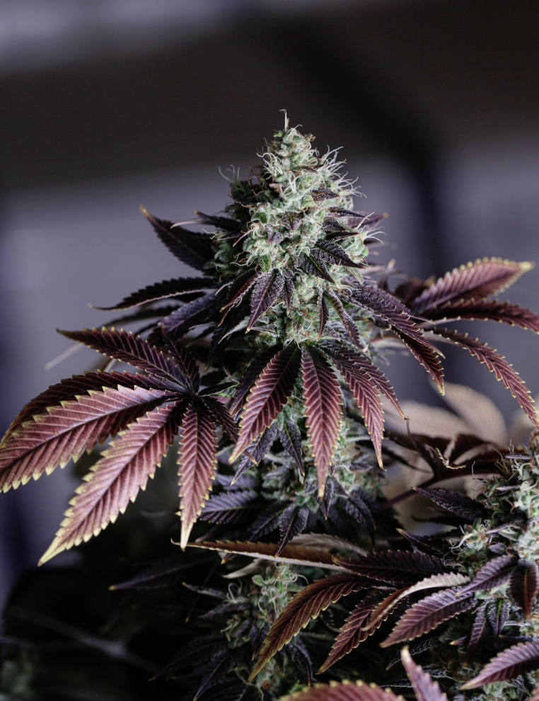 Está Liberada? Primeira edição da Expo Cannabis, e as percepções de uma curiosa